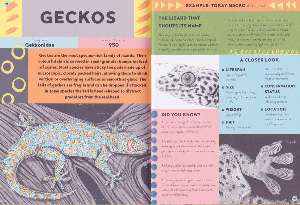 Pocket Guide to Turtles, Snakes, and other Reptiles